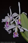 Cattleya maxima var. semi-alba 